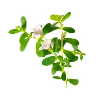 Brahmi