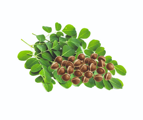 Moringa