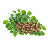 Moringa Extract