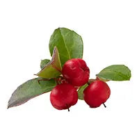 Gaultheria fragrantissima