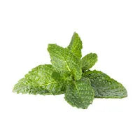 Mentha piperita