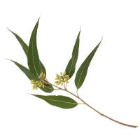 Eucalyptus globulus